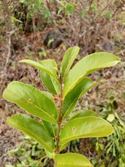Cassipourea