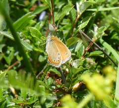 Coenonympha leander