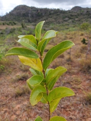 Cassipourea
