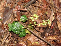 Pyrola japonica