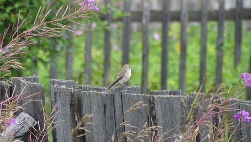 Spotted Flycatcher