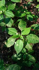 Impatiens parviflora