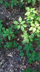 Impatiens parviflora