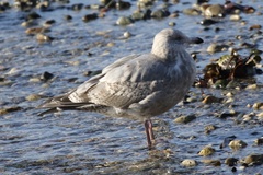 Larus glaucoides