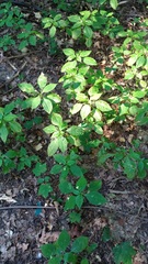 Impatiens parviflora