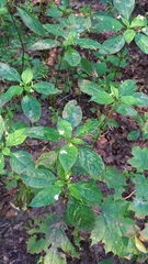 Impatiens parviflora