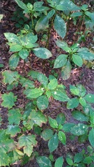 Impatiens parviflora