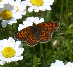 Melitaea trivia