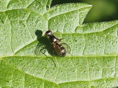 Nemopoda nitidula