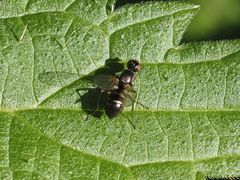 Nemopoda nitidula