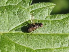 Nemopoda nitidula