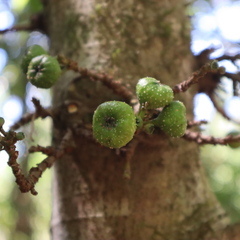 Ficus congesta