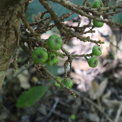 Ficus congesta