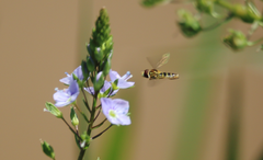 Toxomerus vertebratus