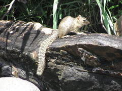 Notocitellus annulatus