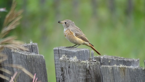 Common Redstart