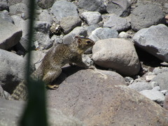 Notocitellus annulatus