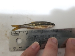Notropis heterolepis