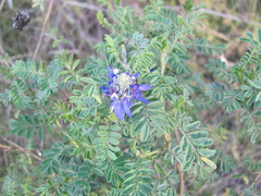 Dalea coerulea