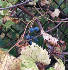 Vitis riparia