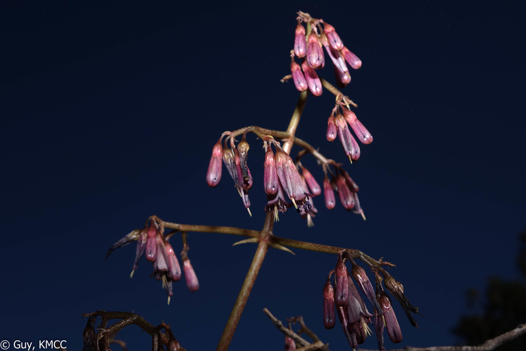 Kalanchoe schizophylla