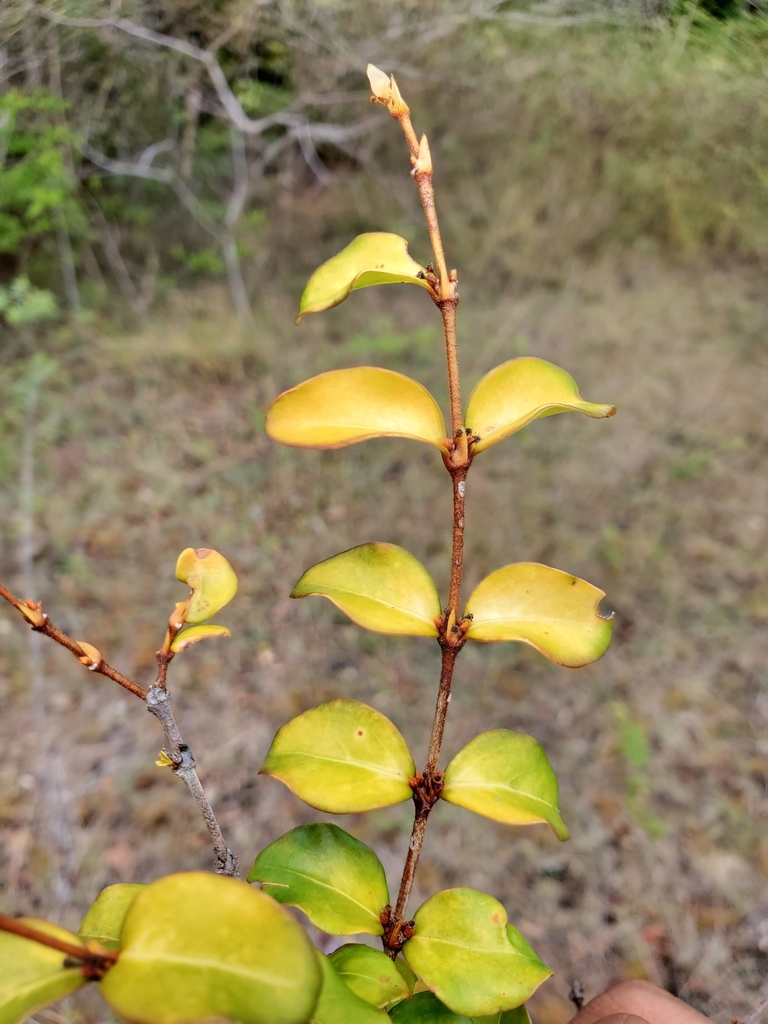 Peponidium bosseri
