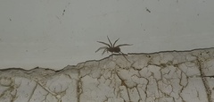 Araneae