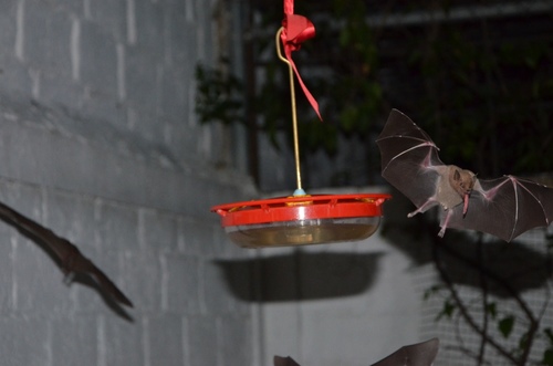 Mexican Long-nosed Bat
