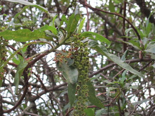 Image of Escallonia pendula by (c) Carlos Alberto Rodriguez, some rights reserved (CC BY)