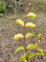 Peponidium bosseri image