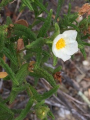 Cistus psilosepalus