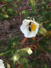 Cistus psilosepalus