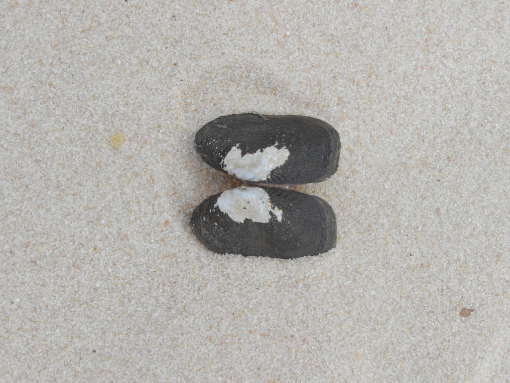 Diplodon obsolescens