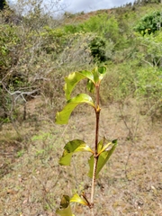 Peponidium