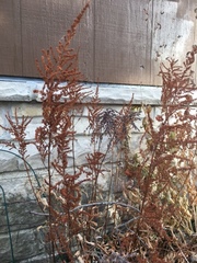 Astilbe japonica