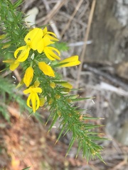 Ulex minor