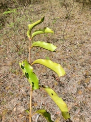 Peponidium
