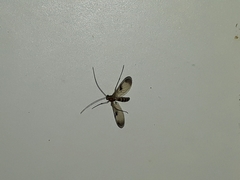Macrocera