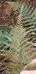Asplenium appendiculatum appendiculatum