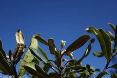 Pittosporum pachyphyllum image