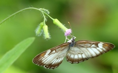 Mestra hersilia