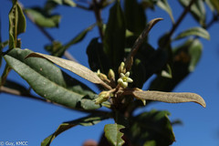 Pittosporum pachyphyllum image