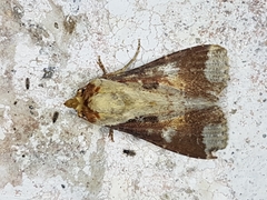 Condica imitata