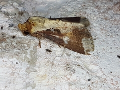 Condica imitata