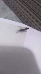 Pimpla disparis