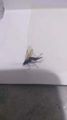 Pimpla disparis