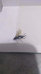 Pimpla disparis