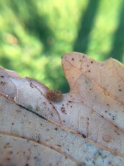 Neuroterus floccosus