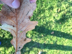 Neuroterus floccosus