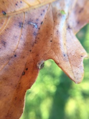 Neuroterus floccosus